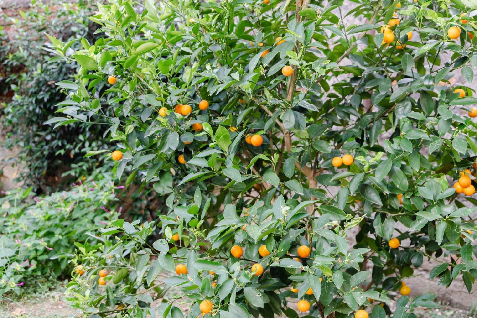 Au Jardin De Floransa Dış mekan fotoğraf